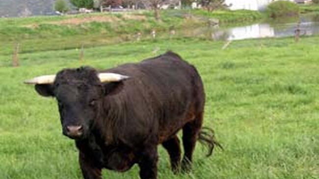 miniature cow