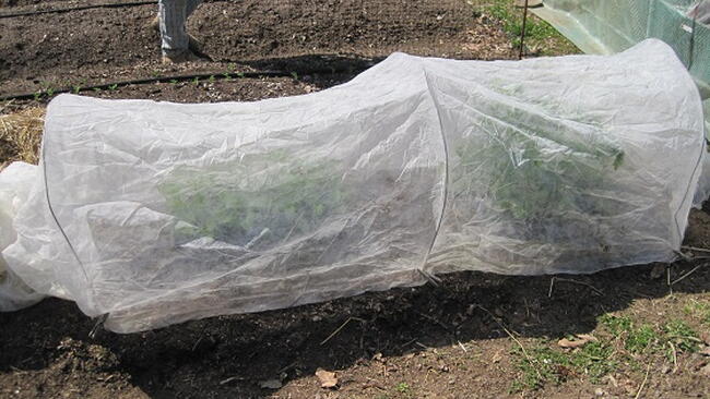 seedlings in a hoop house to harden them off