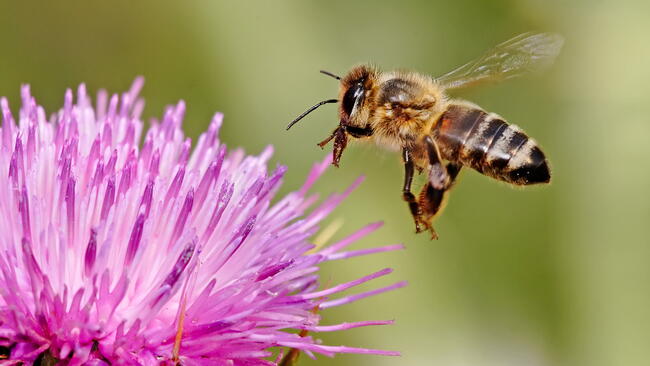 Honeybee and Flower