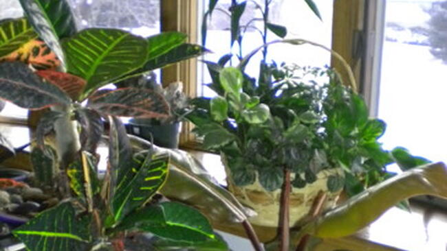 houseplants on a windowsill