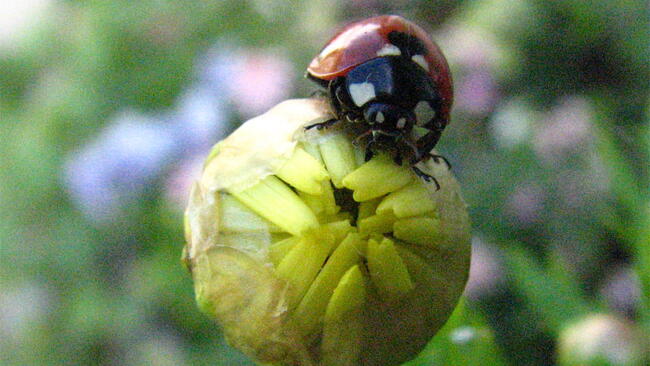 ladybug on a flower bud