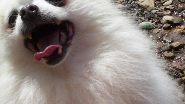 closeup of white dog