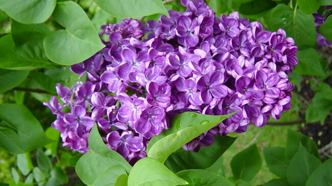 purple Yankee Doodle Lilac flowers