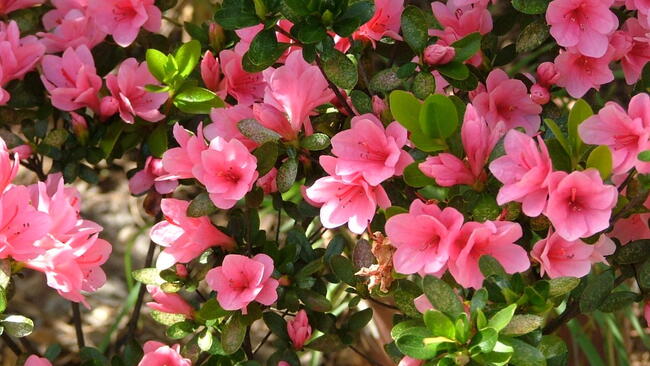 Pink Azalea Flowers