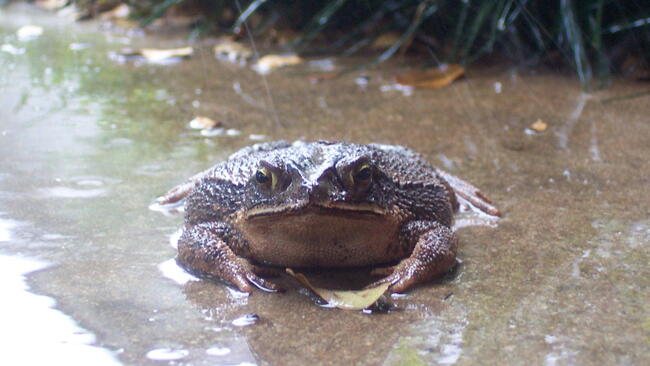 a Frog in the Rain