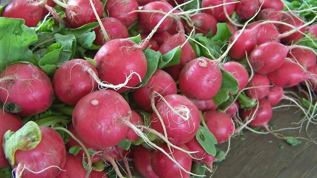a bunch of red radishes with greens in a bunch