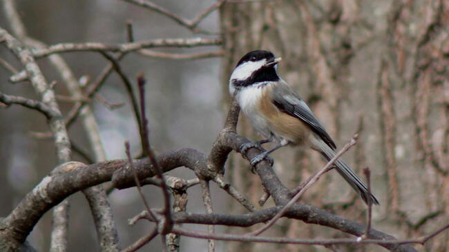 chickadee on branch