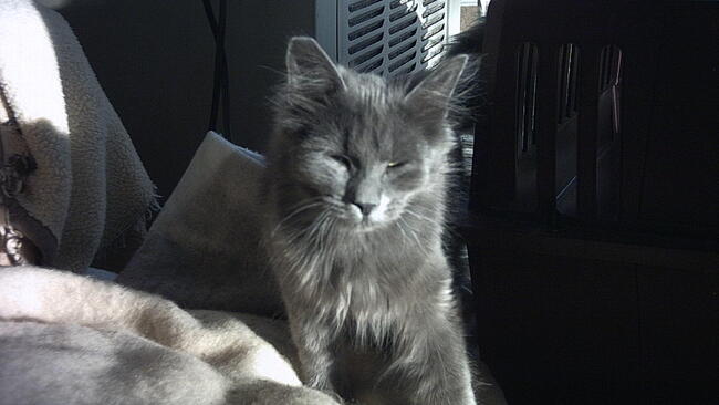 grey cat sitting with eyes closed