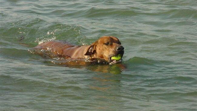 swimming dog with tennis ball in mouth