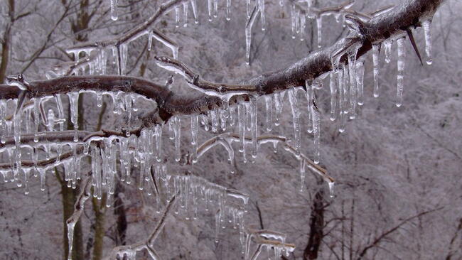 tree limbs encased in ice from an ice storm