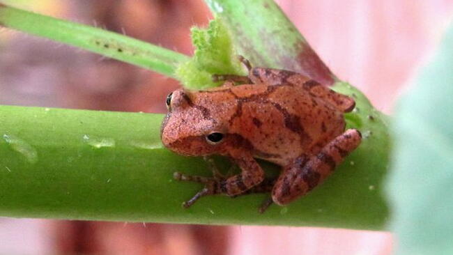 a spring peeper on a branch