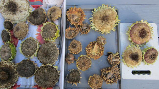 How to Harvest & Prepare Sunflower Seeds The Old Farmer's Almanac