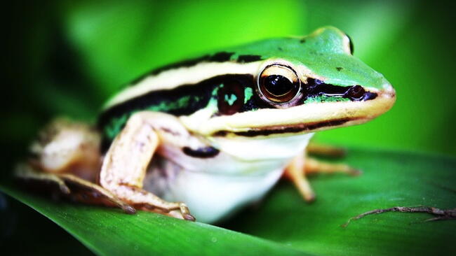 a tree Frog in the Rain