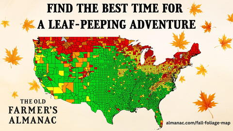 2026 Fall Foliage Map showing the typical progression of peak fall color across the United States.