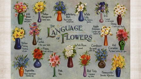 the language of flowers, what flowers mean, Illustrated&nbsp;postcard. Printed in England/The Regent Publishing Co Ltd.
