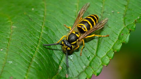 Yellowjacket on Leaf
