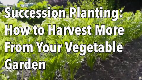 Embedded thumbnail for What is Succession Planting? See How to Increase Your Harvest