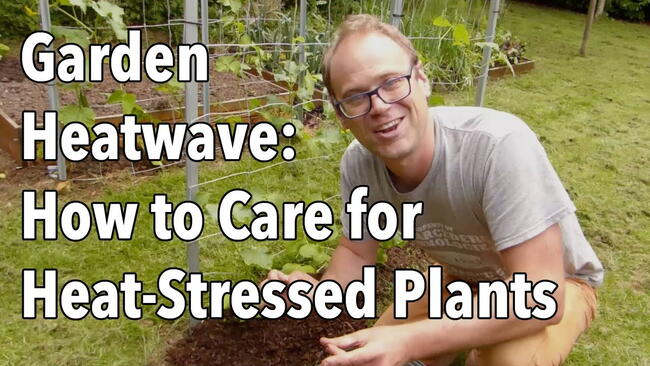 Embedded thumbnail for 5 Ways to Protect Your Plants From Extreme Summer Heat