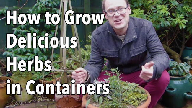 Embedded thumbnail for How to Plant Herbs in Pots: Which Herbs Go Together
