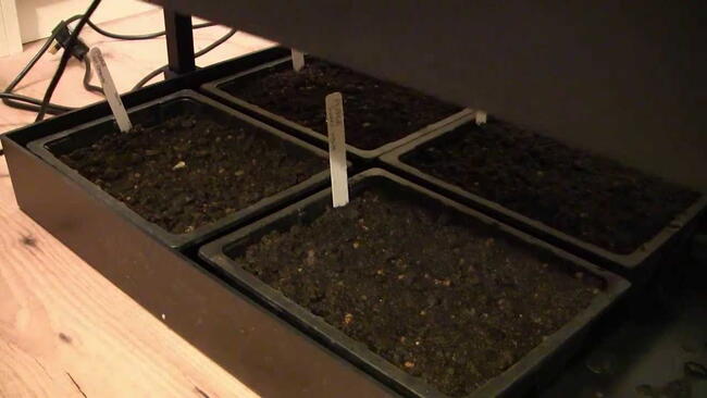 Embedded thumbnail for How to Use Grow Lights for Seedlings (Beginner’s Guide)