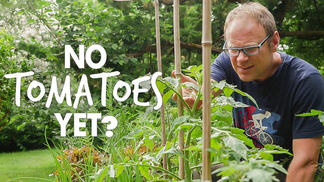 Embedded thumbnail for Why Isn't My Tomato Plant Producing Fruit? 