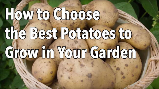 Embedded thumbnail for Choosing the Best Potato Varieties to Grow