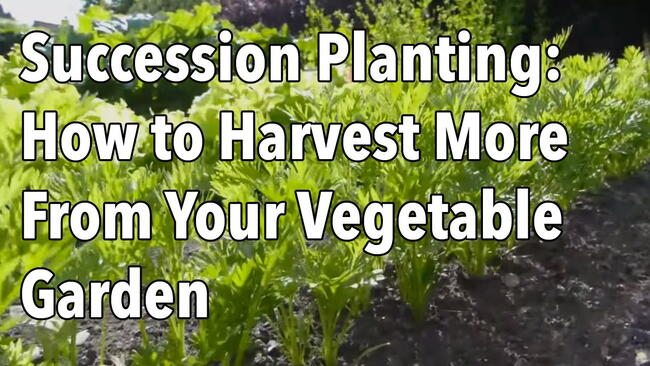 Embedded thumbnail for Succession Planting Guide: Grow More Crops Before Frost