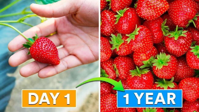 Embedded thumbnail for How to Propagate Strawberries From Runners