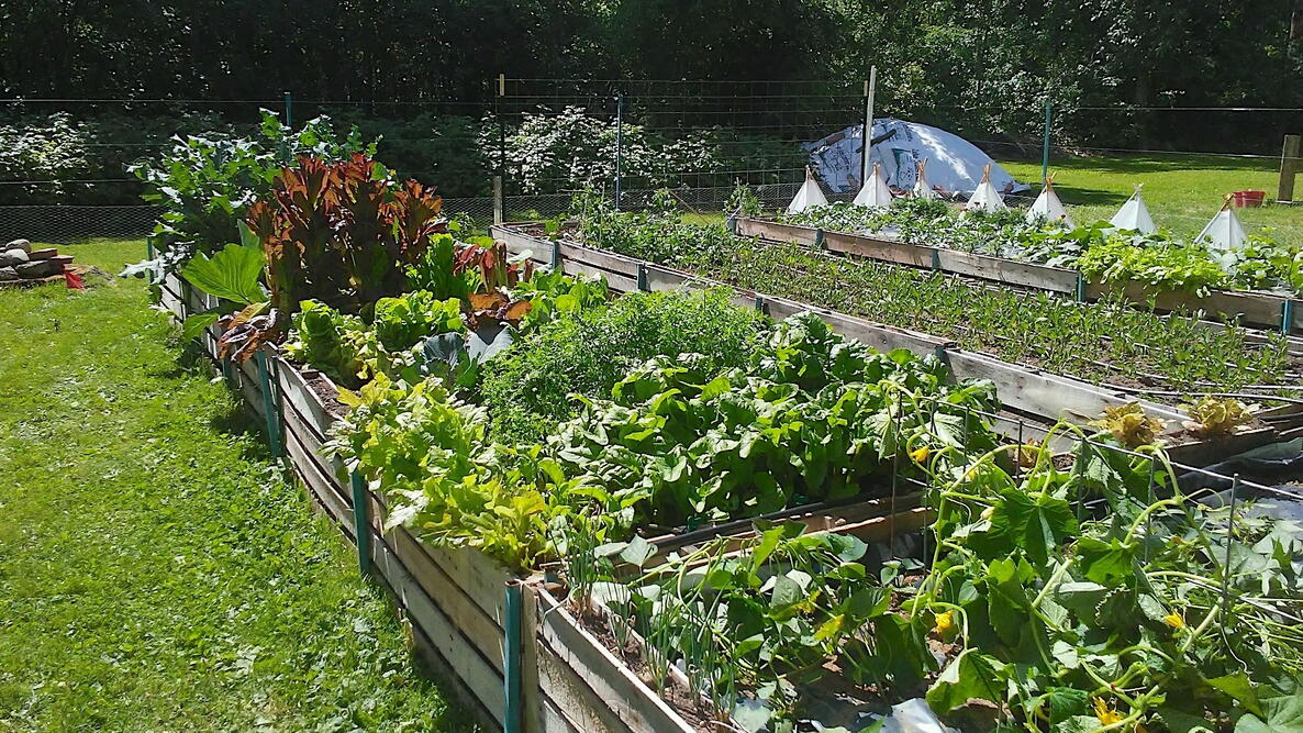 A raised garden with multiple plants