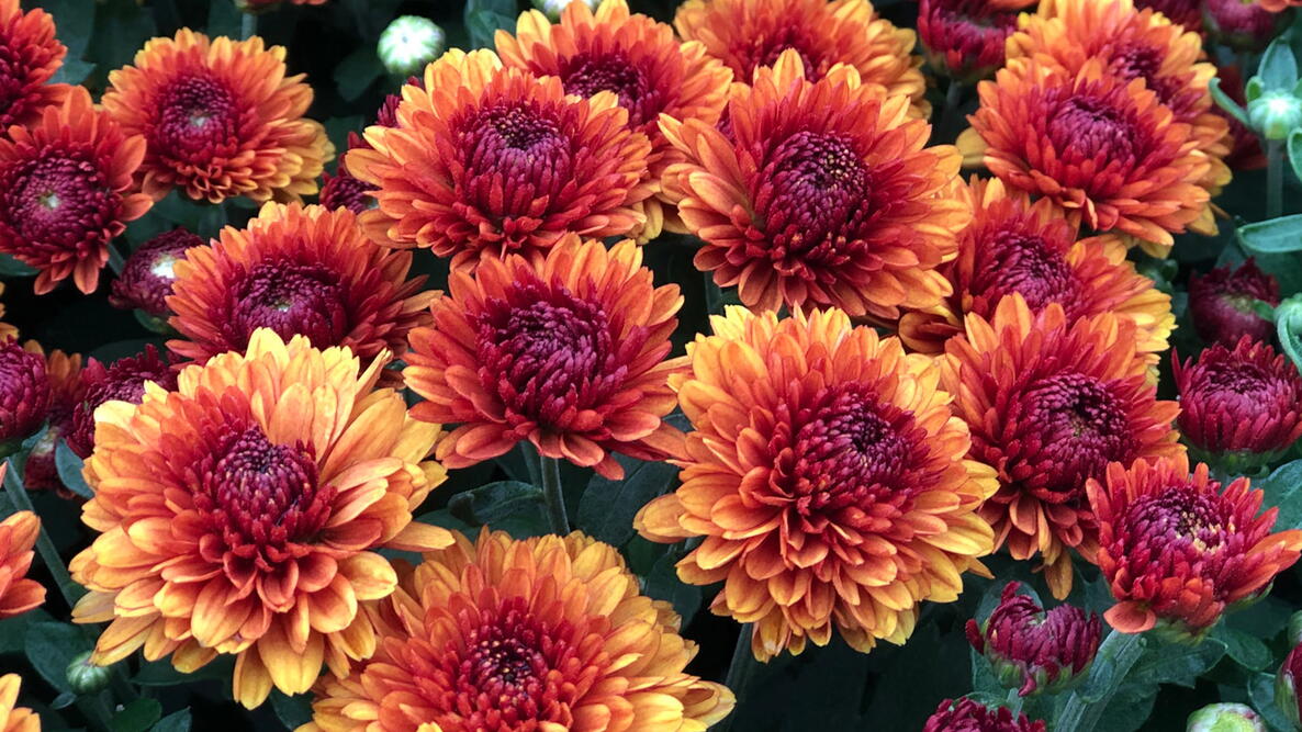 orange perennial garden mums in bloom