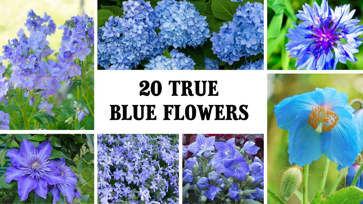 20 true blue flowers