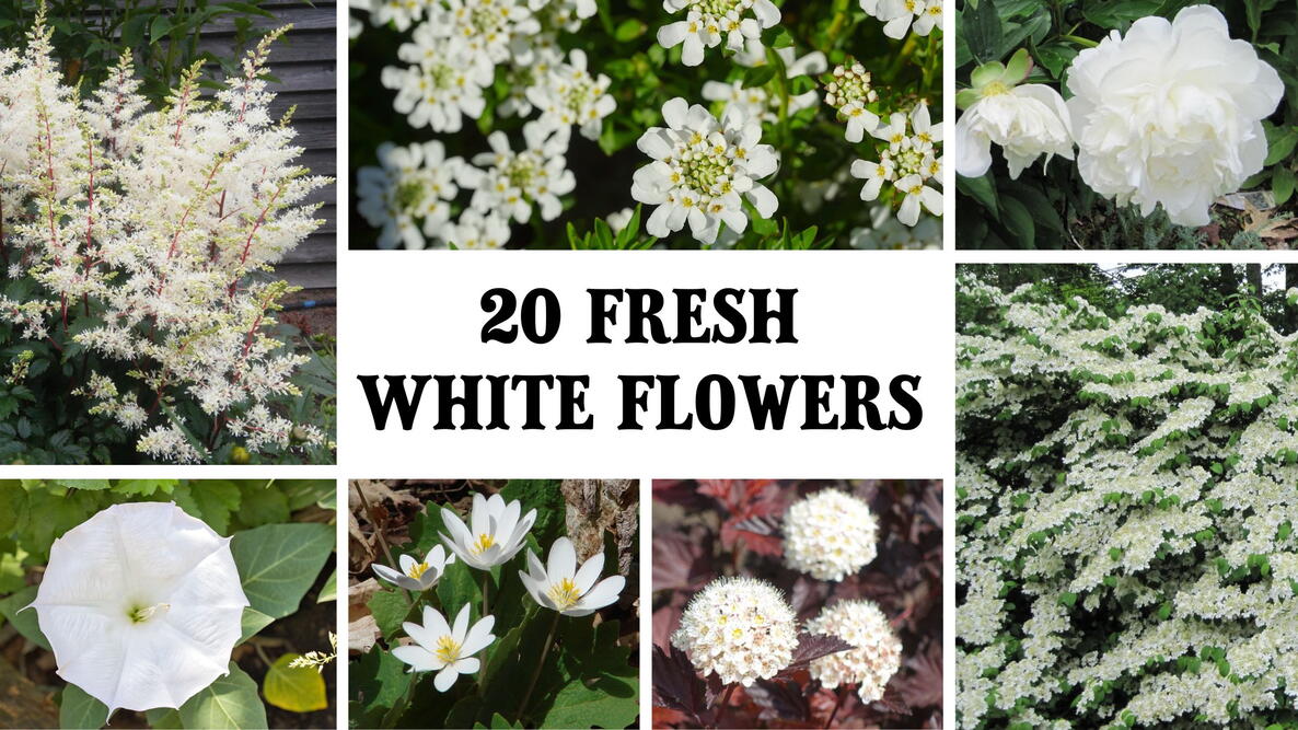 20 white flowers for the garden