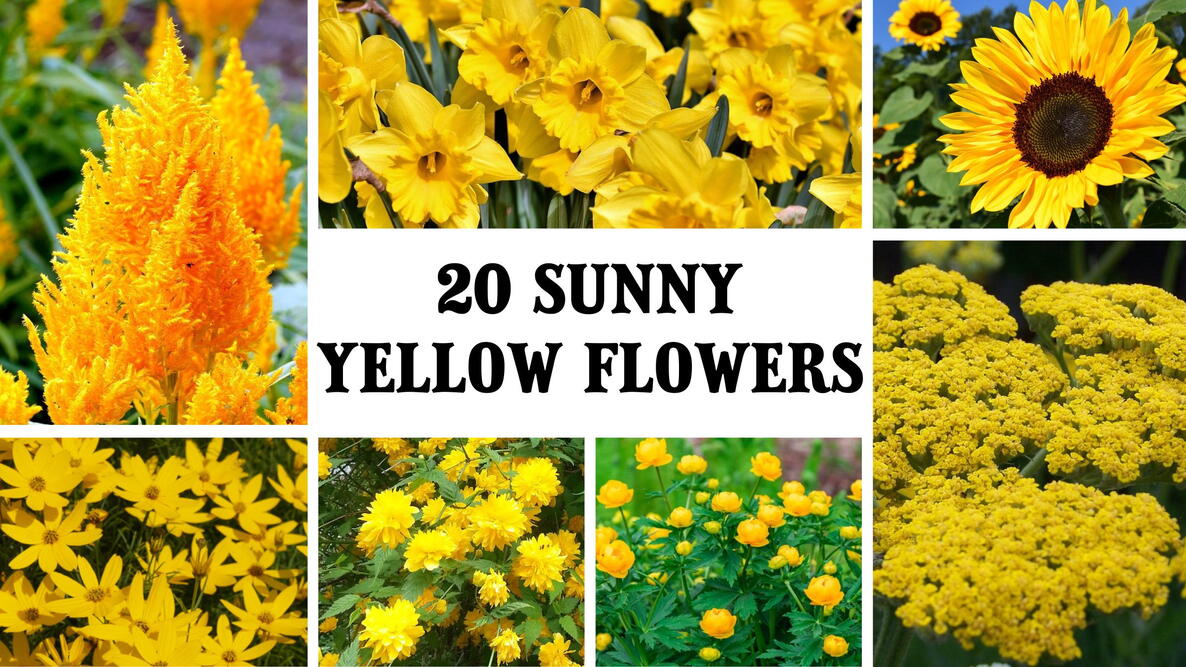 20 sunny yellow flowers