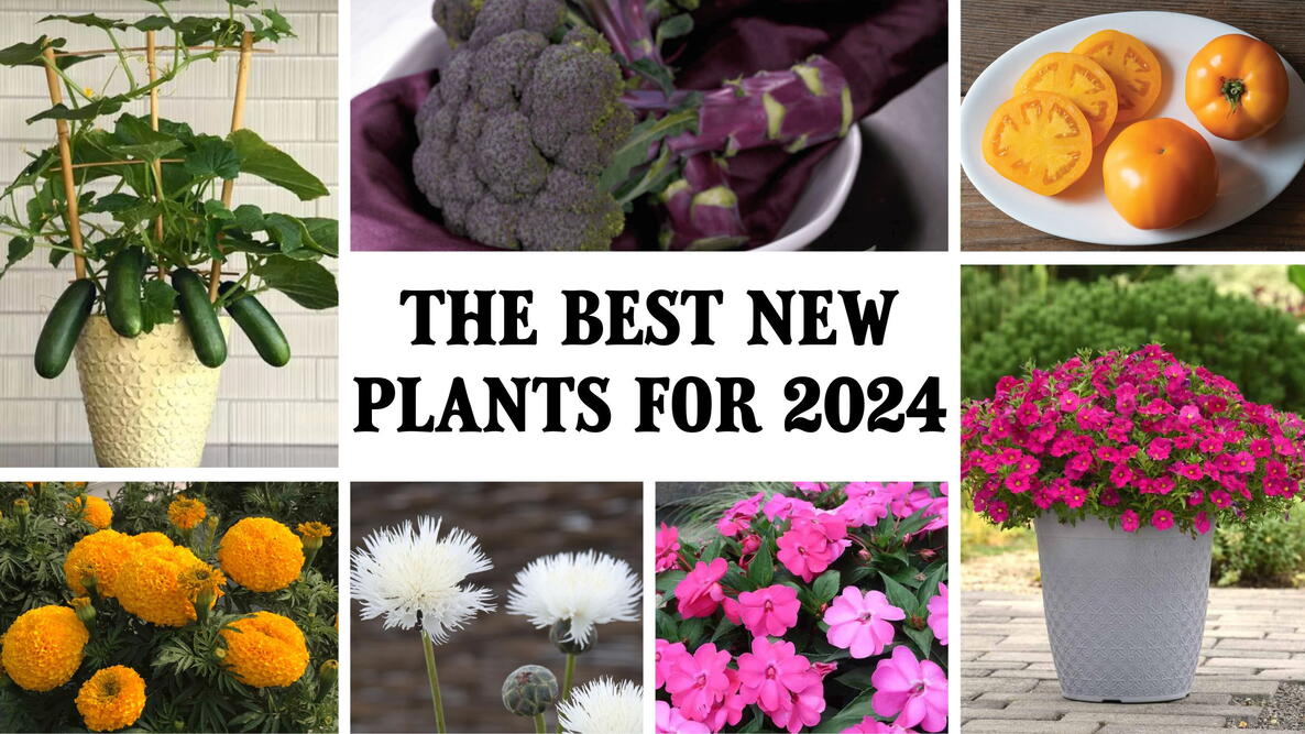 the 2024 best new plants, fruits, flowers, and vegetables