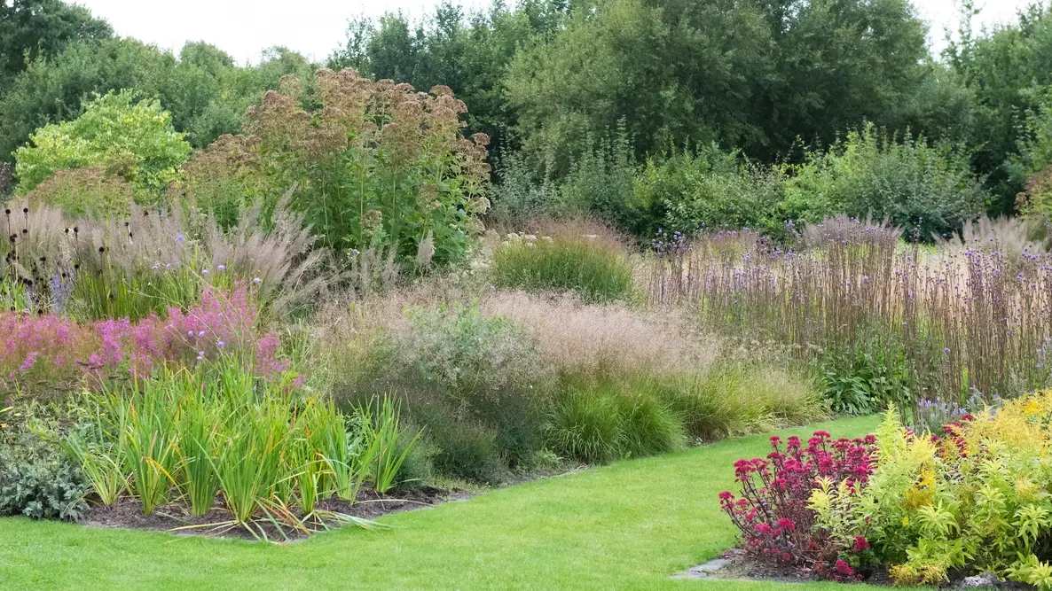 Ornamental grasses combine well with other perennials, annuals, and shrubs, adding texture to the mix.