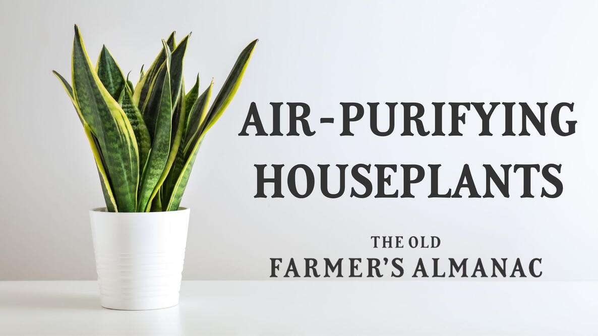 Sansevieria Plant in Pot on White Table, snake plant, air purifying houseplants