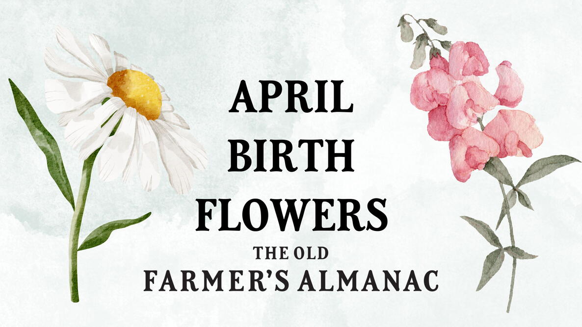 April Birth Flowers: Daisies and Sweet Peas on watercolor background