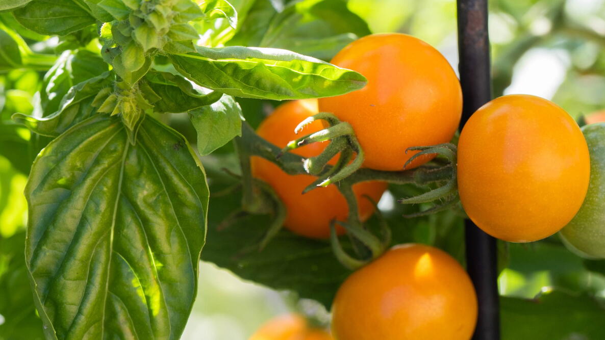 Basil Companion Plants Hero Image