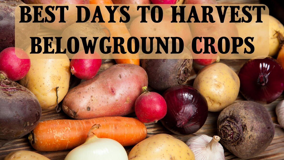 best days to harvest belowground crops, potatoes, carrots, beets, radishes, onions, and garlic