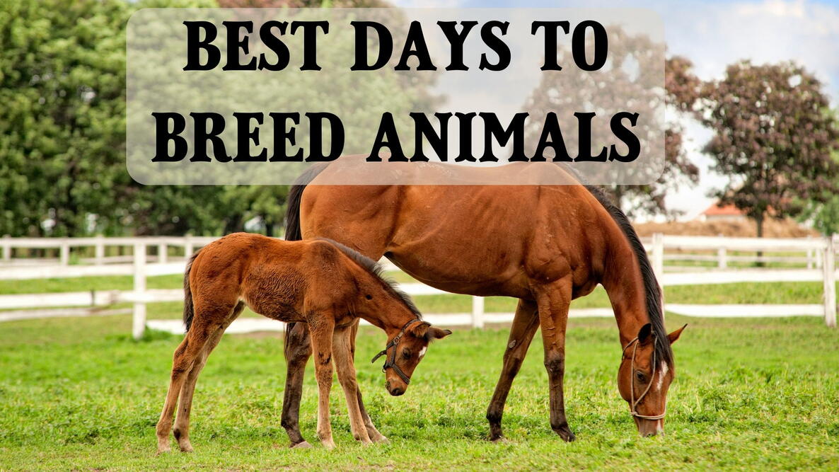 best days to breed animals, horses, mare and foal in field 