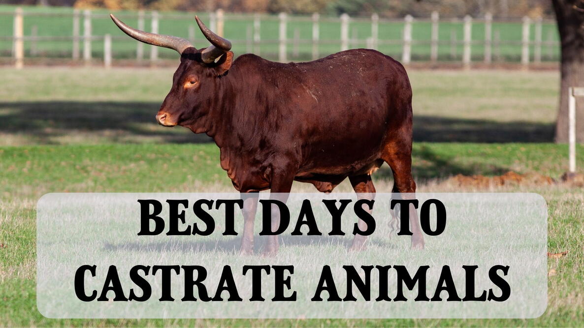 bull in field, best days to castrate animals