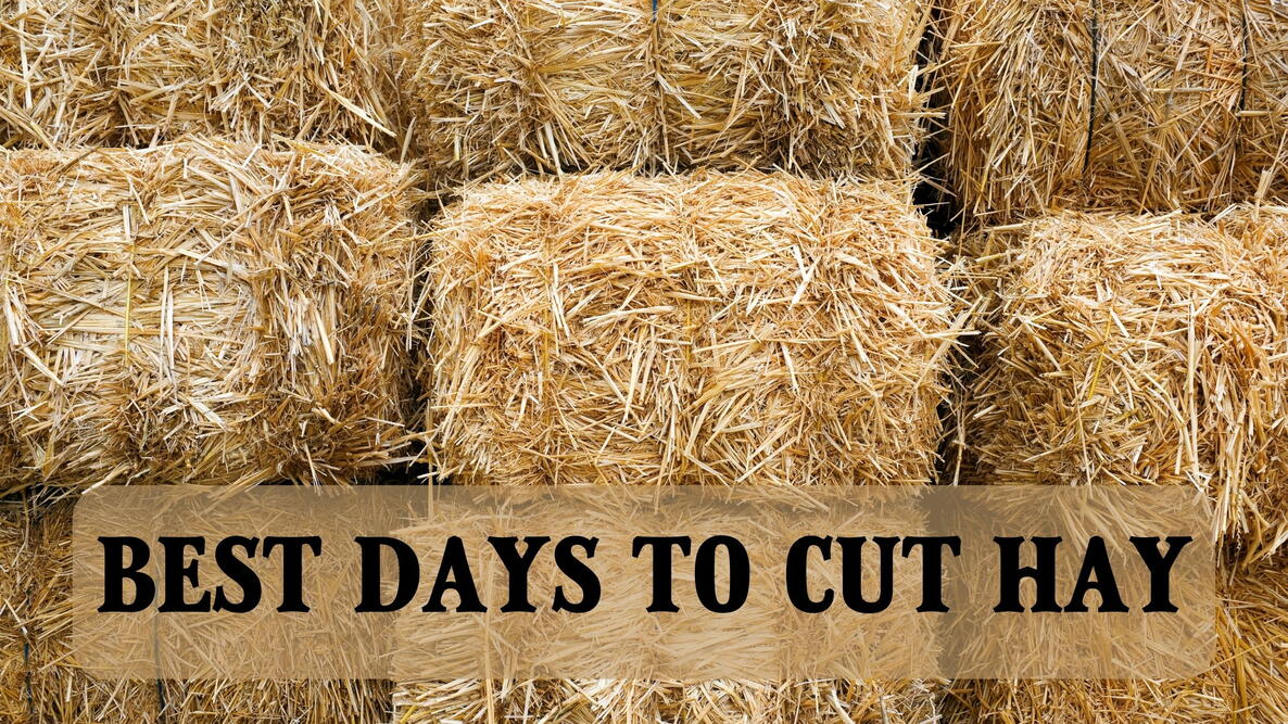best days to cut hay, hay bales