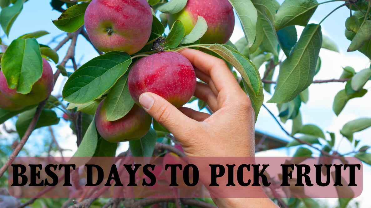 best days to pick fruit, hand picking apples off the tree