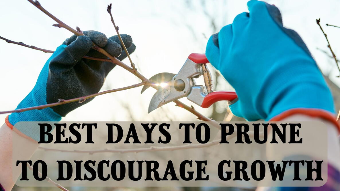 best days to prune to slow growth, hands in blue gloves using pruning shears