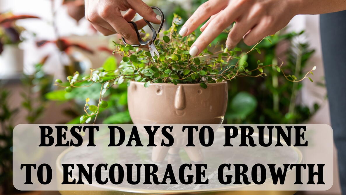 best days to prune to encourage growth, hands pruning a house plant