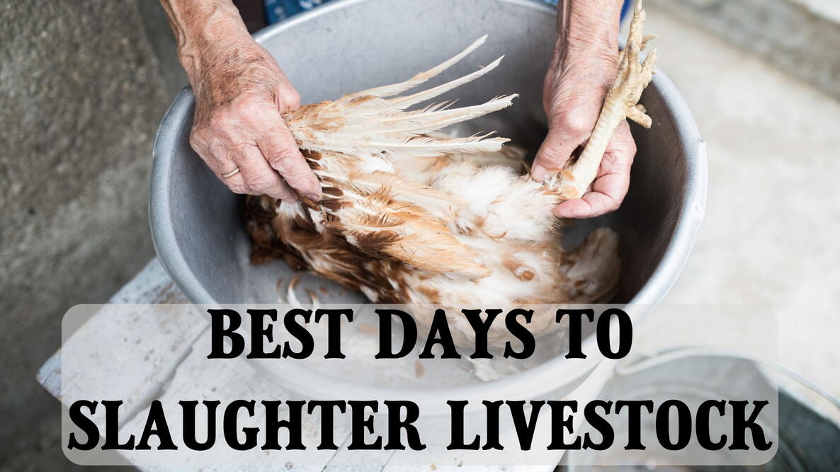 best days to slaughter livestock, woman preparing a chicken 