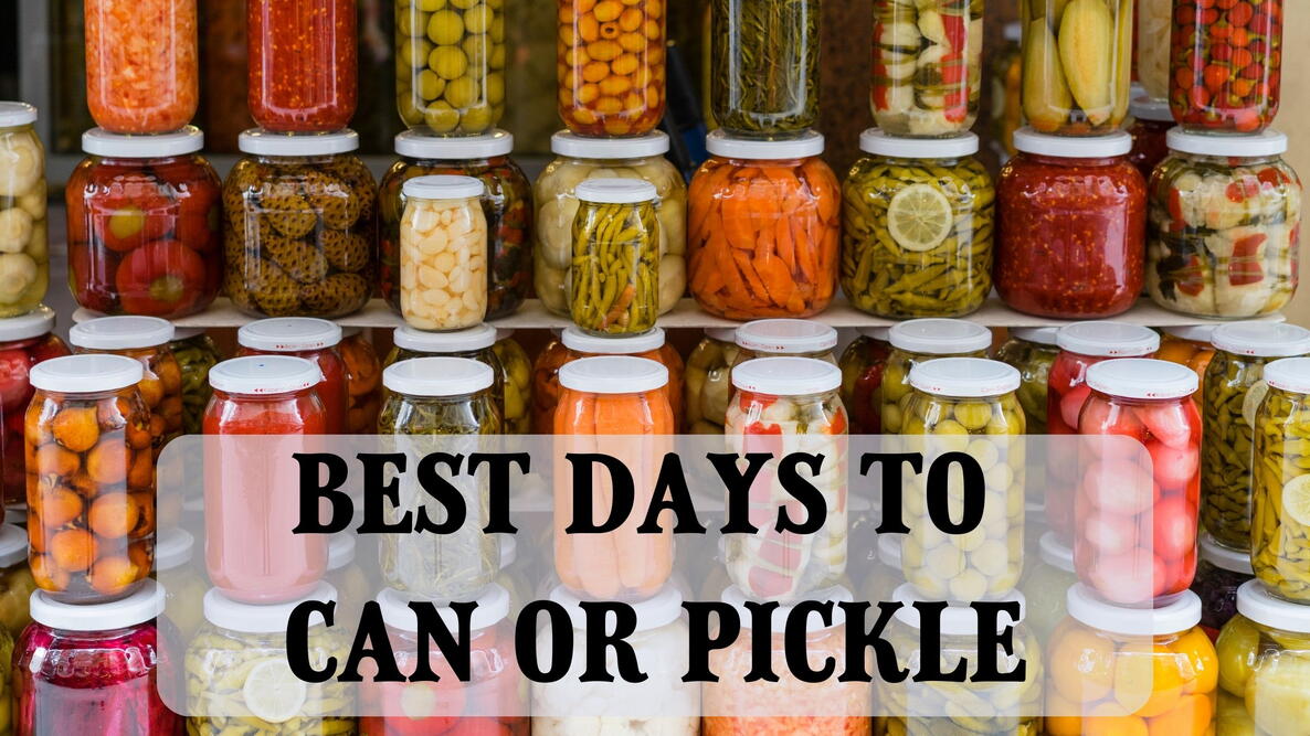 best day to can or pickle