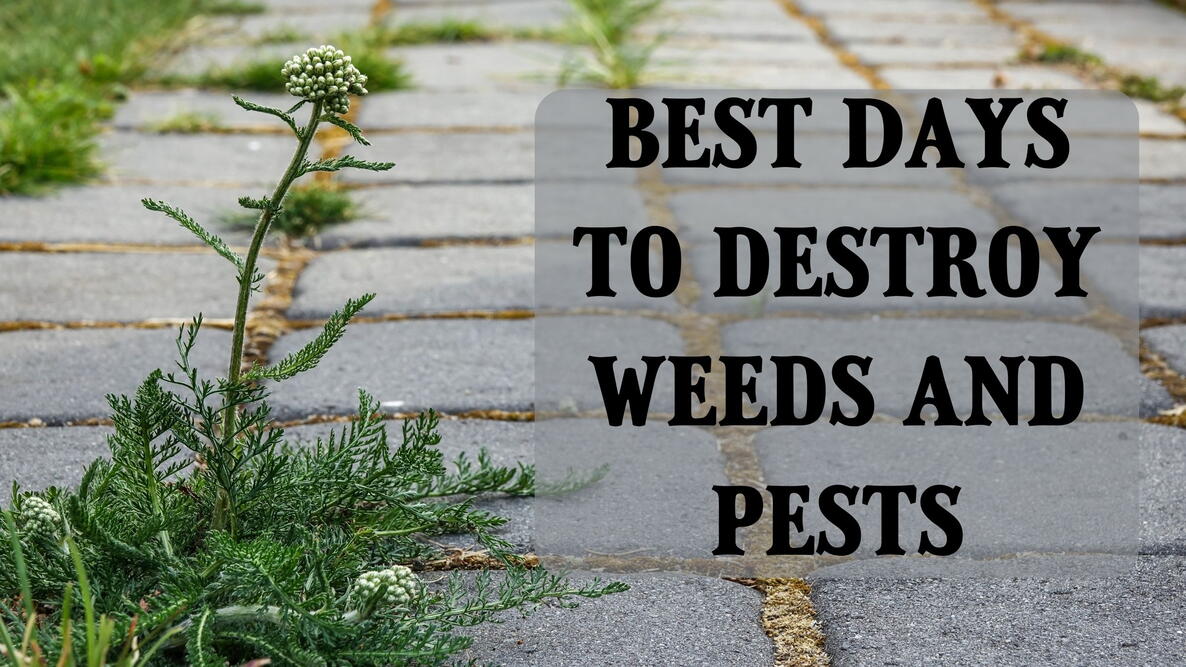 best days to destroy weeds and pests