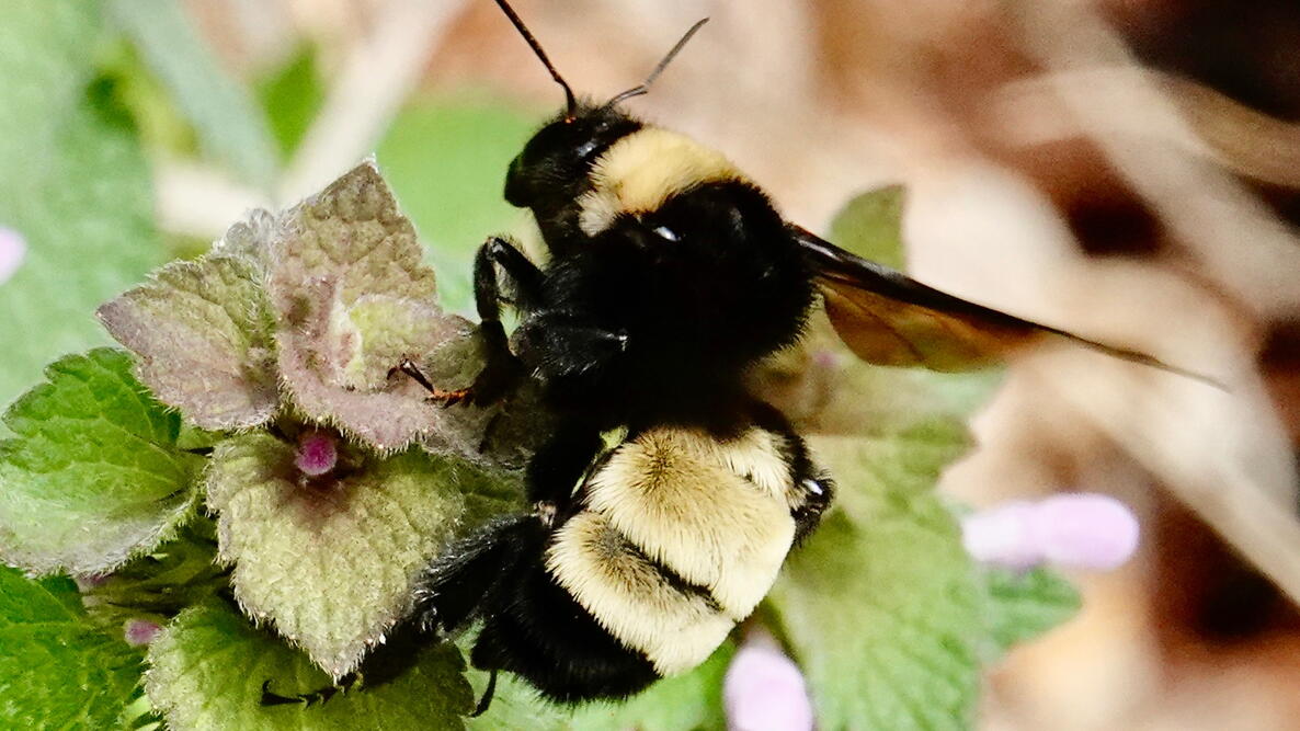Bumblee on a flower 
