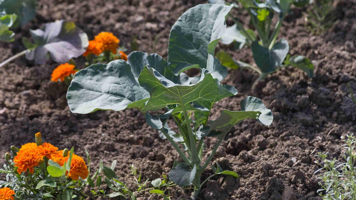 young broccoli growing next to marigold in a garden